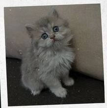 Кошенята шотландська