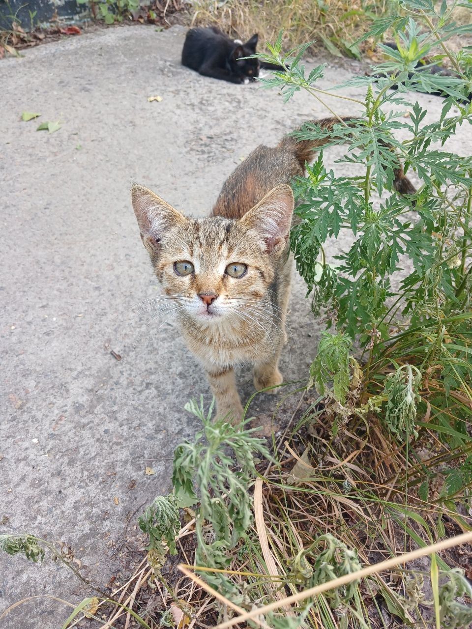 Шукає дім кошен підліток