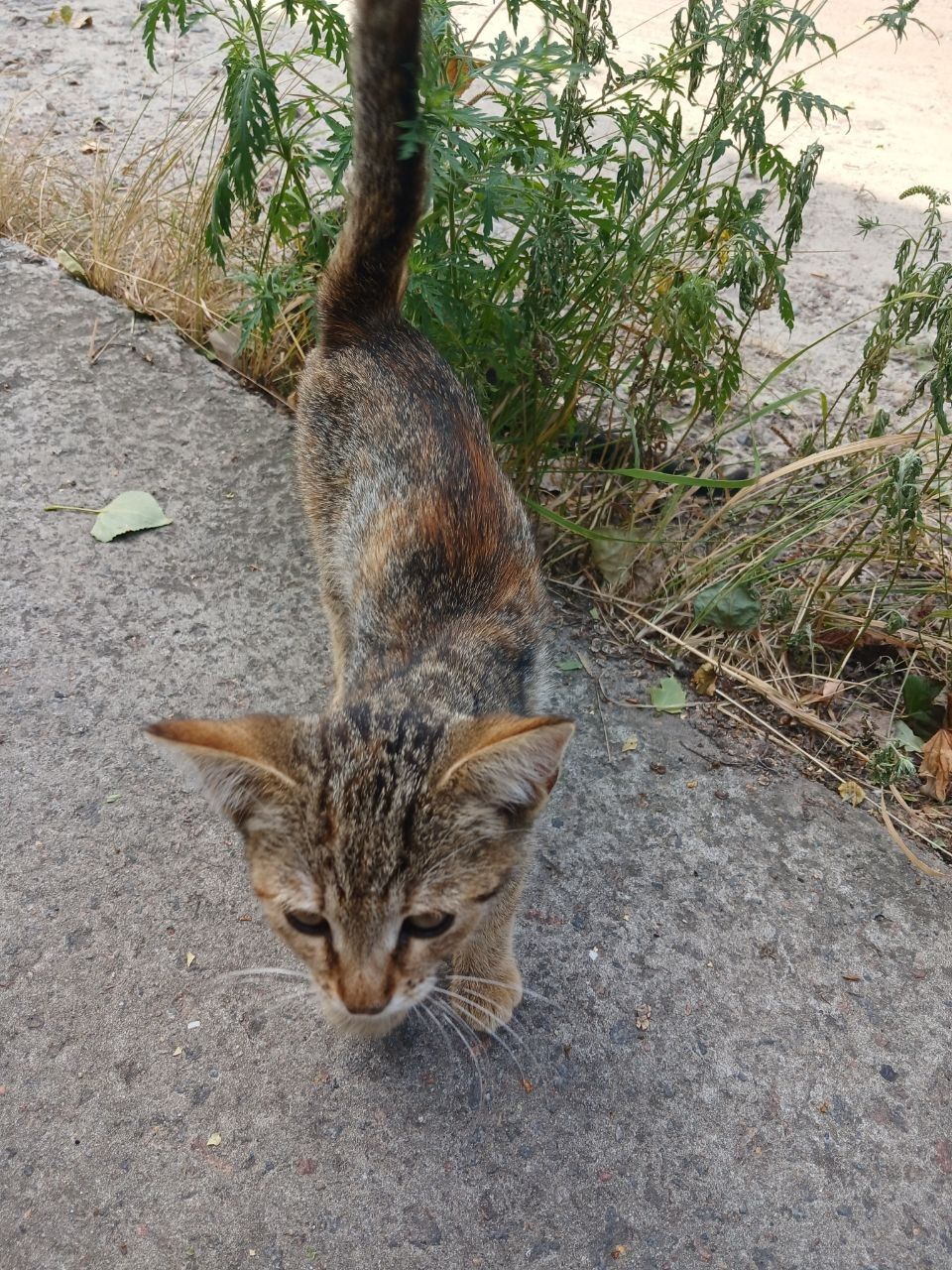 Шукає дім кошен підліток