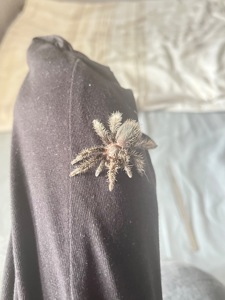 Павук альба никарагуа