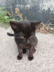 Викинуте кошеня шукає дім