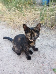 Кошеня дівчинка шукає дім