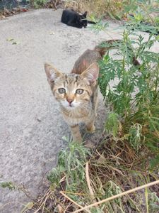Шукає дім кошен підліток