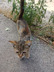 Шукає дім кошен підліток