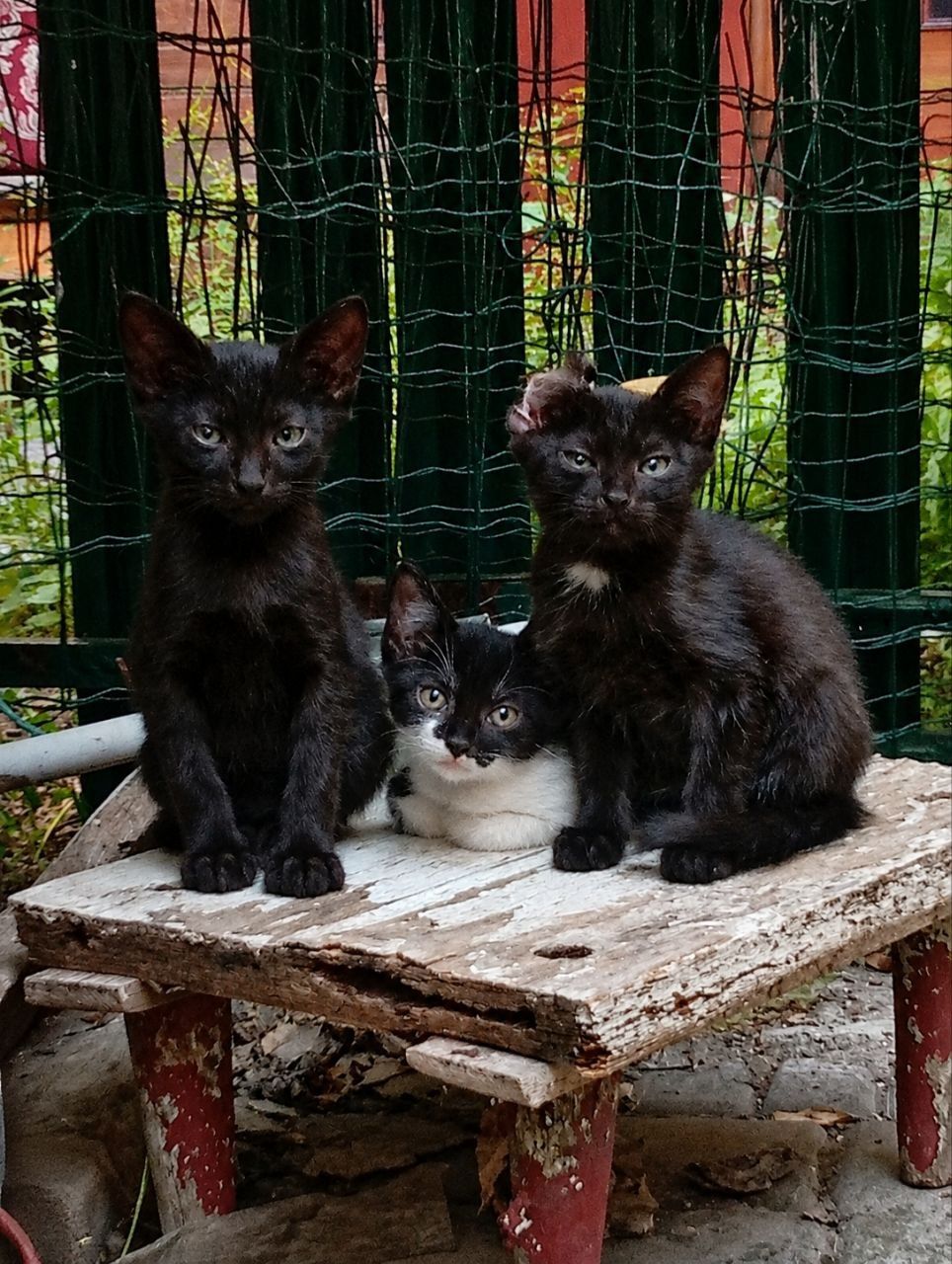 Віддам кошенят в добрі руки