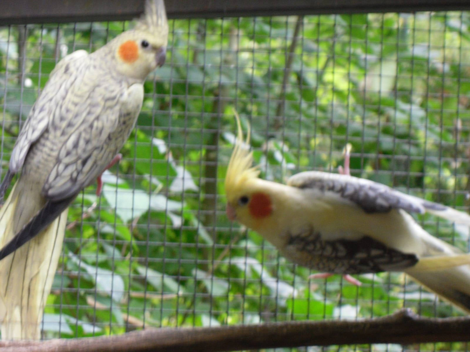 Корелла - попугай говорун и ручной
