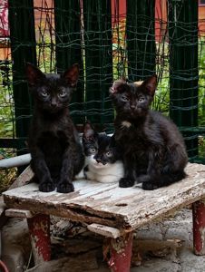 Віддам кошенят в добрі руки