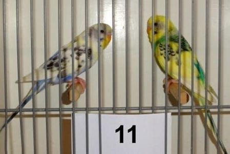 Волнистые попугайчики птенцы