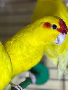 Какарик птенцы 2 месяца ручные, выкормыши
