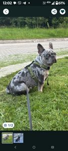 Цуценята породи французький бульдог