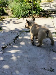 Цуценята породи французький бульдог