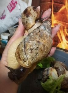 Ахатина ретикулята черноголова