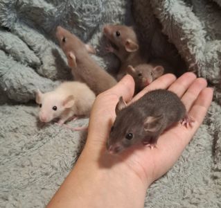 Криски дамбо