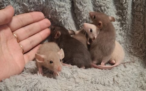 Криски дамбо