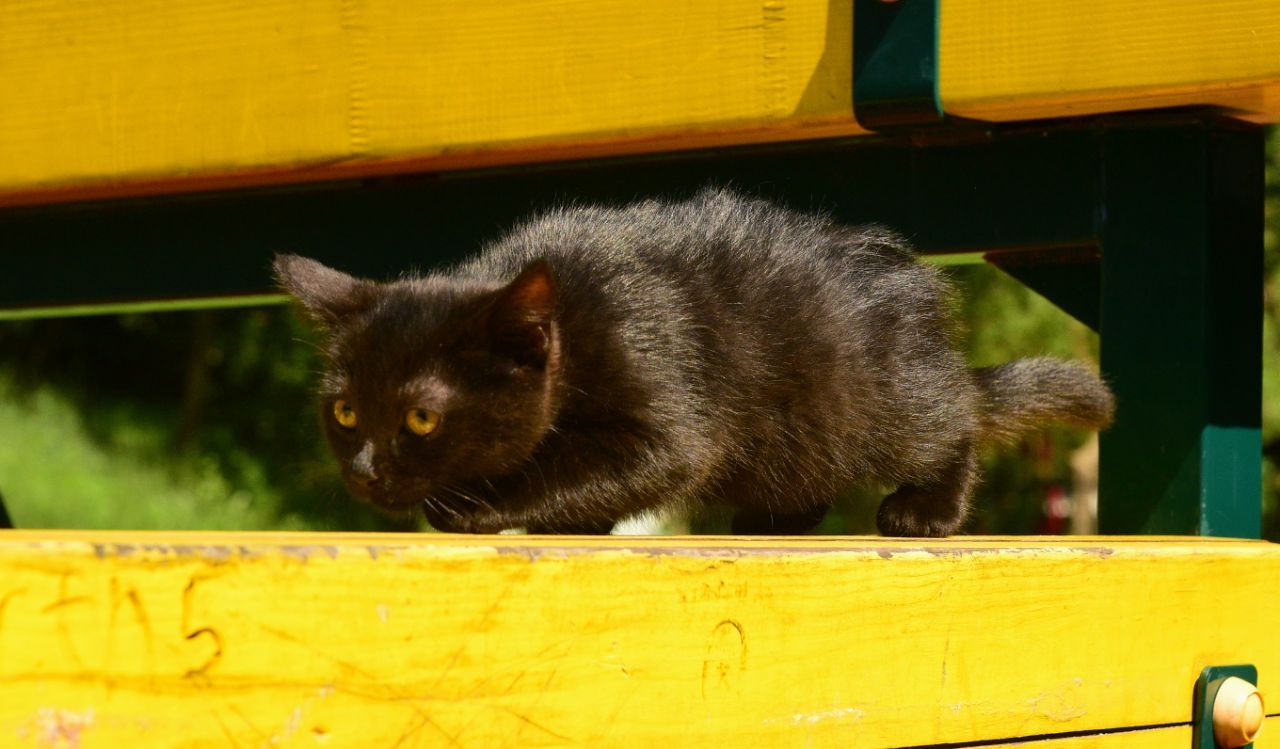 Шоколадно-чорний кото-хлопчик