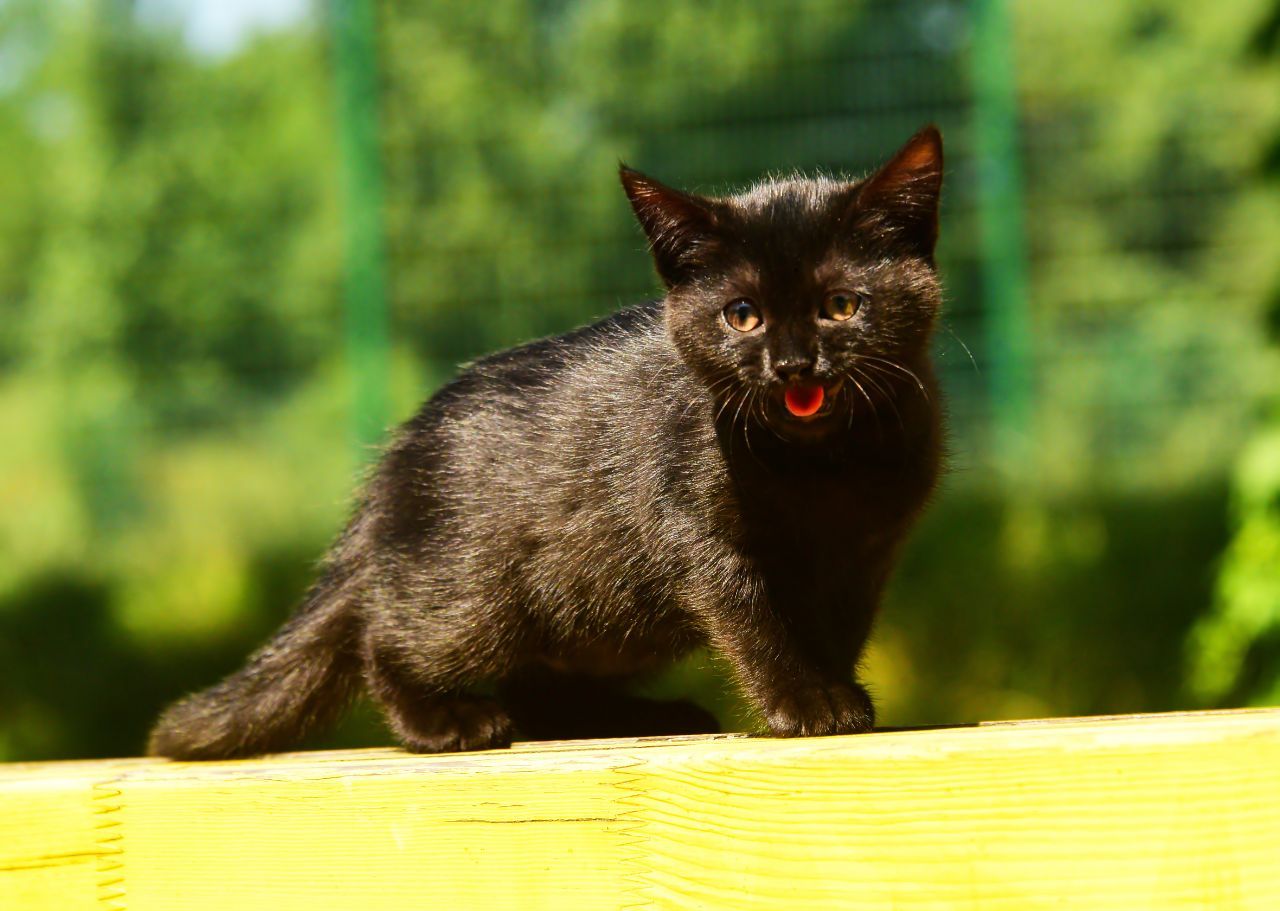 Шоколадно-чорний кото-хлопчик