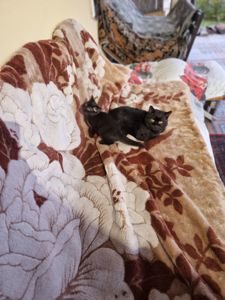 Шоколадно-чорний кото-хлопчик