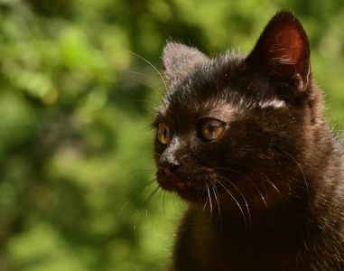 Шоколадно-чорний кото-хлопчик