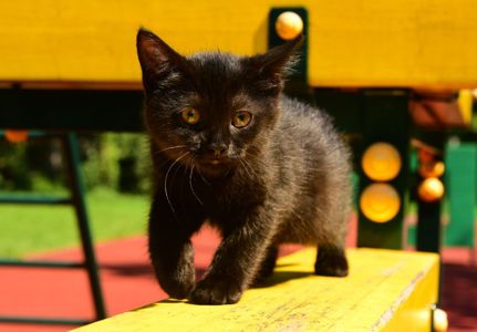 Шоколадно-чорний кото-хлопчик