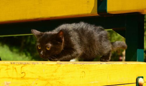 Шоколадно-чорний кото-хлопчик
