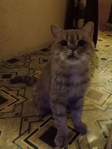 Харків. Терміново віддам у хороші руки