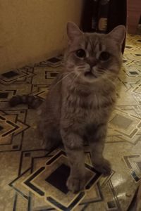 Харків. Терміново віддам у хороші руки
