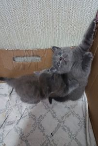 Кошенята британець, шотландець