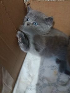 Кошенята британець, шотландець