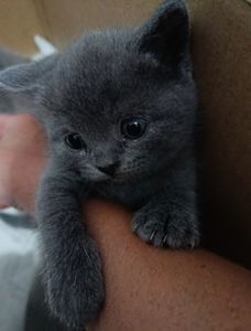 Кошенята британець, шотландець