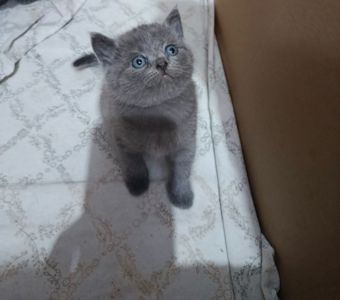 Кошенята британець, шотландець