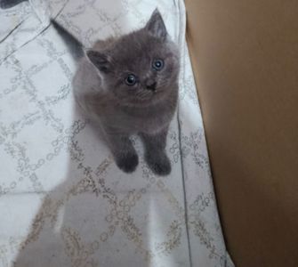 Кошенята британець, шотландець