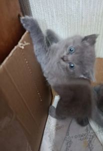 Кошенята британець, шотландець