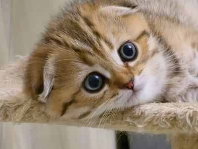 Шовкові пухнасті плюшечки 🐾 Шотландські плюшеві принцеси (ns 11 & ny 25)