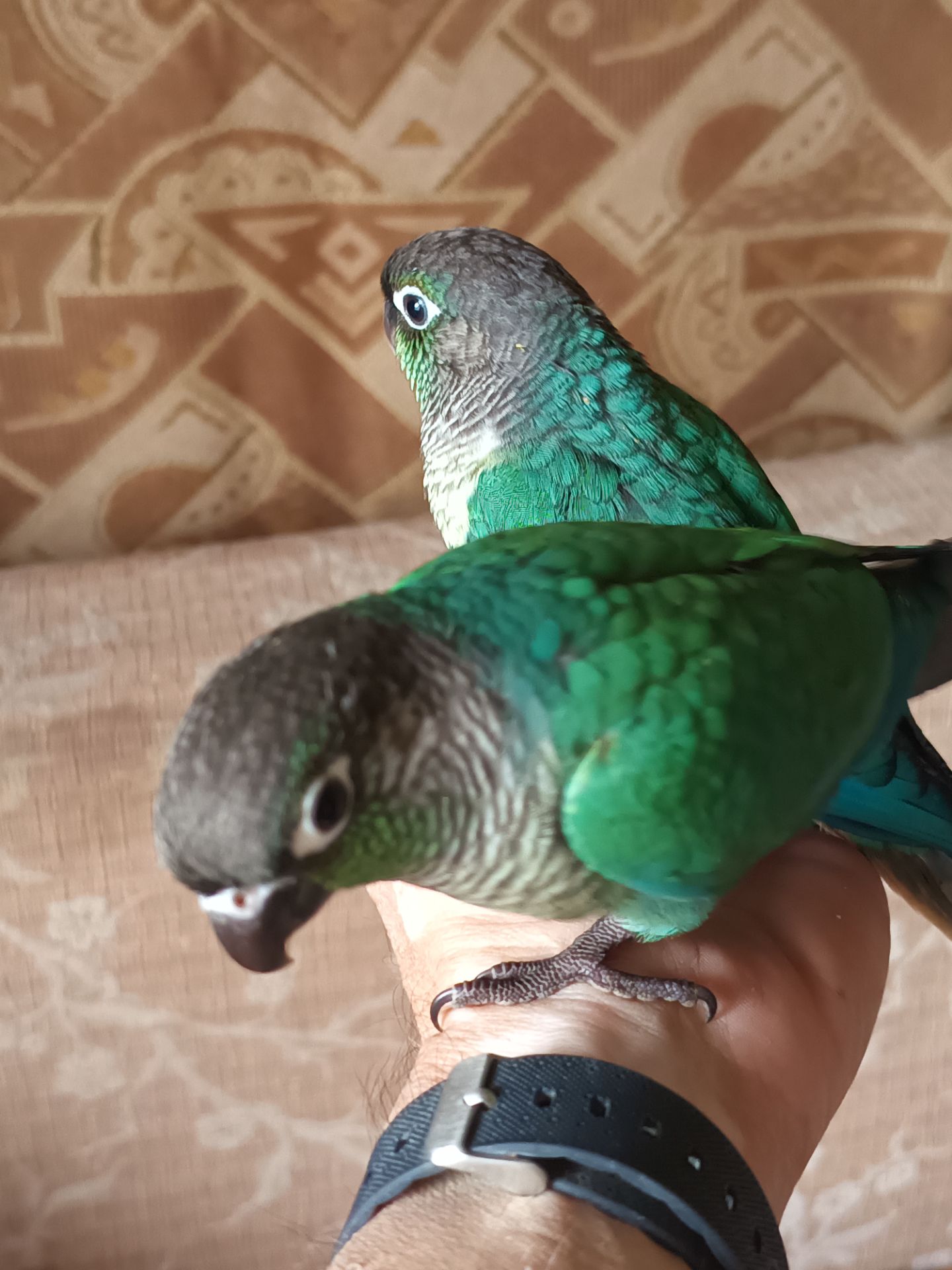 Ручные выкормыши пиррур