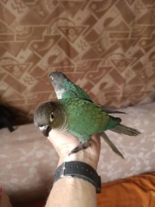 Ручные выкормыши пиррур