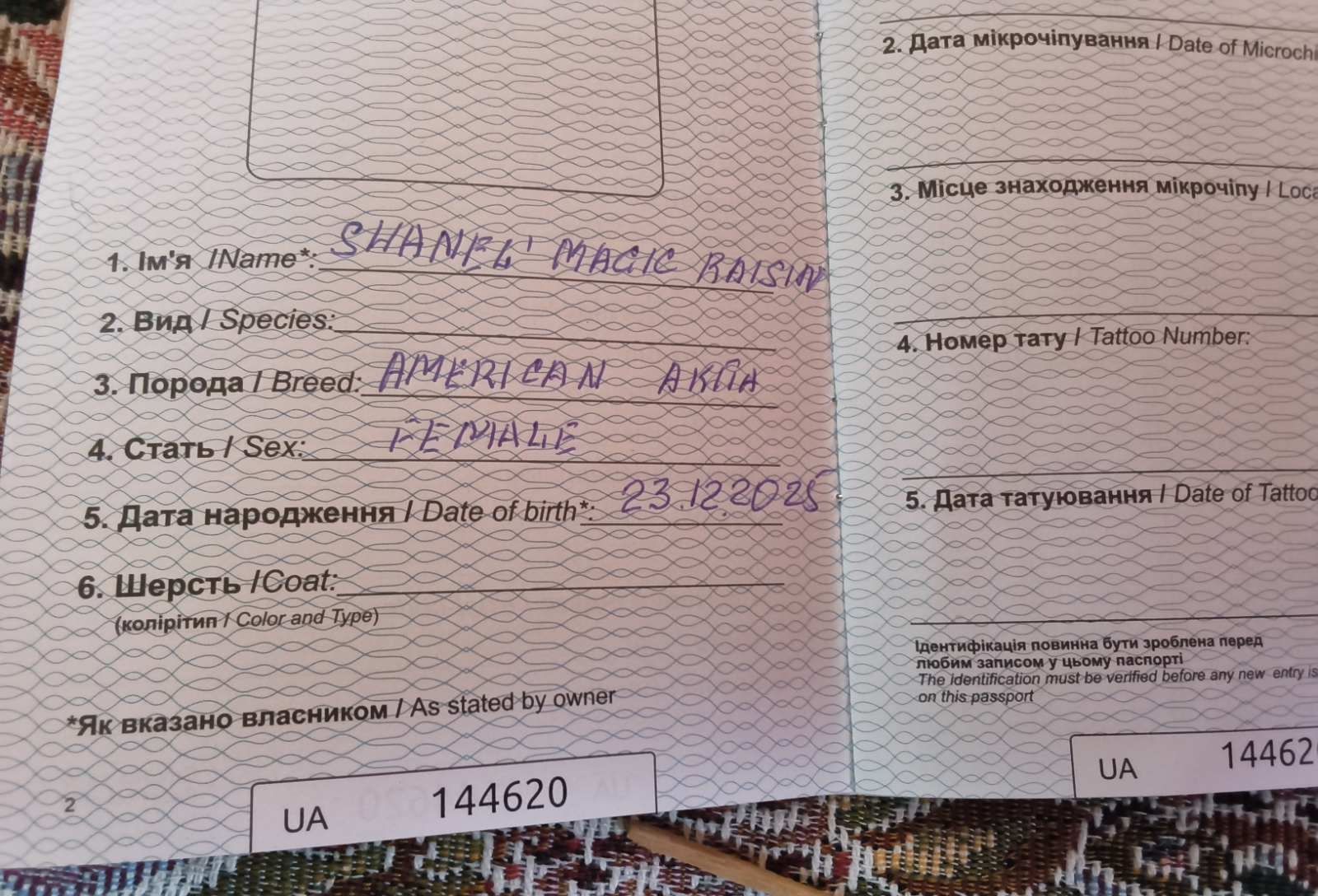 Цуценя дівчинка Американської Акіти