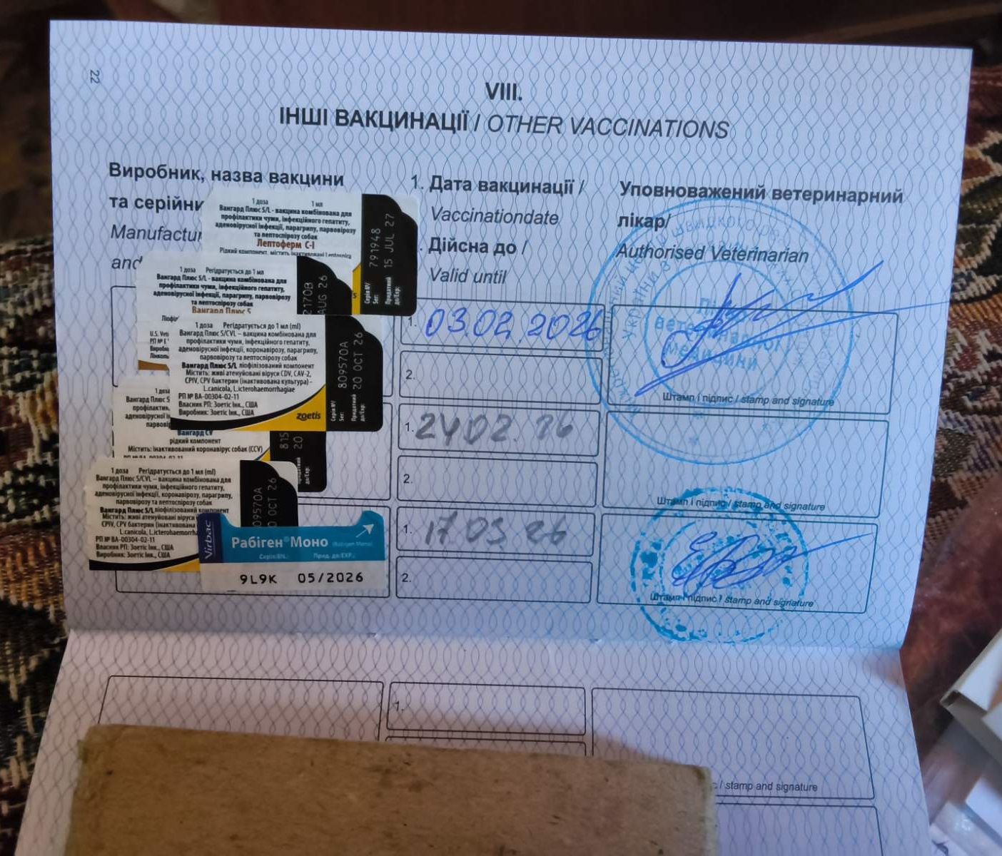Цуценя дівчинка Американської Акіти