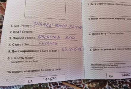 Цуценя дівчинка Американської Акіти