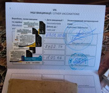 Цуценя дівчинка Американської Акіти