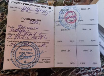 Цуценя дівчинка Американської Акіти