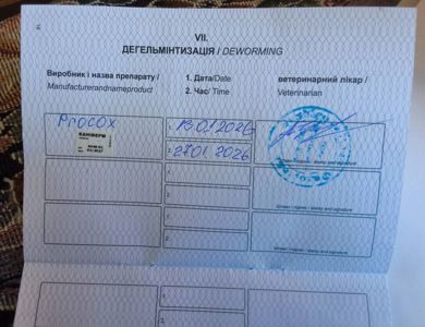 Цуценя дівчинка Американської Акіти
