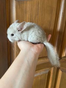 Шиншилленок мальчик