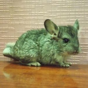 Шиншиленок 1 місяць