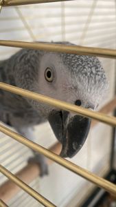 Київ. Шукаю нову люблячу родину для молодого папуги жако