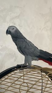 Київ. Шукаю нову люблячу родину для молодого папуги жако