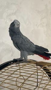 Київ. Шукаю нову люблячу родину для молодого папуги жако