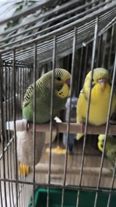 Хвилясті папуги