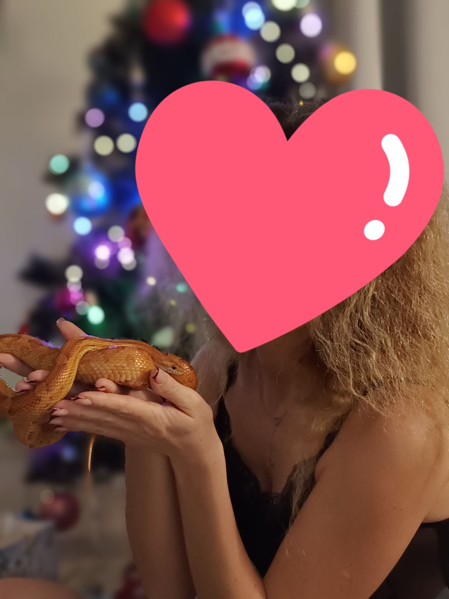 Продам Маїсового полоза