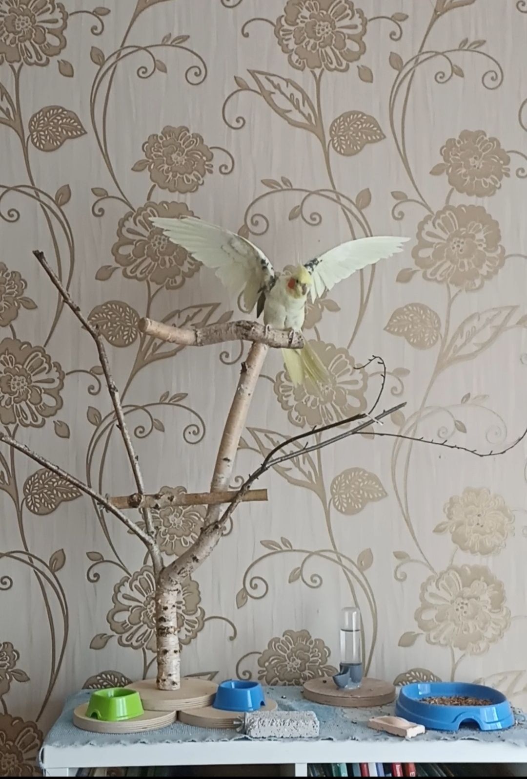 Корелла молода