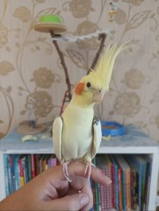 Корелла молода